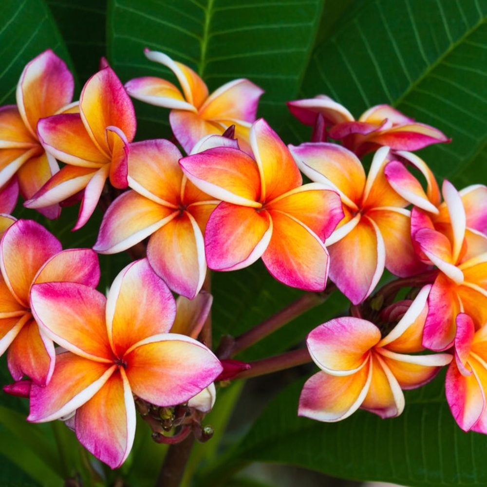 Meet your Posher, Gem